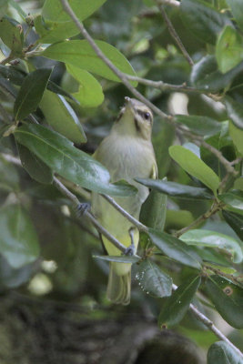 Black-whiskered Vireo