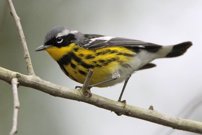 Magnolia Warbler