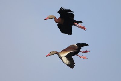 Black-bellied Whistling-Duck