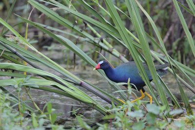 Purple Gallinule