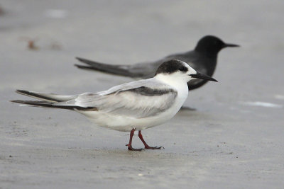 Common Tern and Black Tern