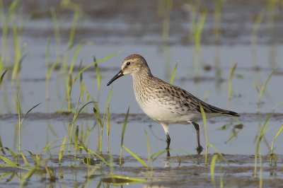 White-rumped Sandpiper