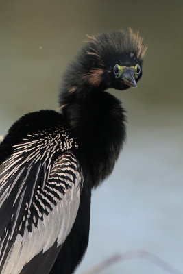 Anhinga