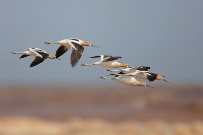 American Avocet