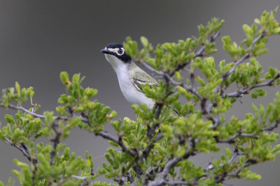 Black-capped Vireo