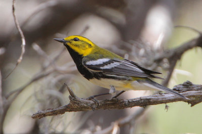 Black-throated Green Warbler