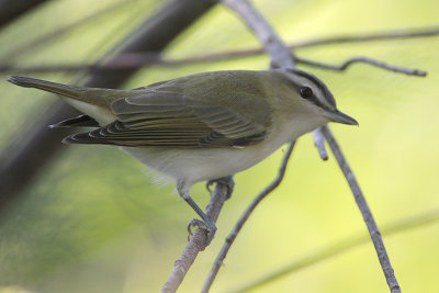 Red-eyed Vireo