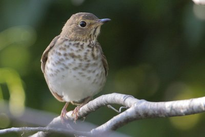 Swainson's Thrush