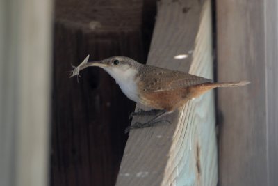 Canyon Wren