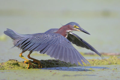 Green Heron