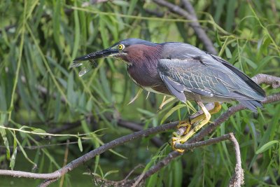 Green Heron