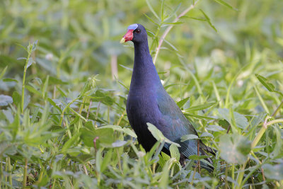 Purple Gallinule