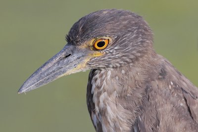 Yellow-crowned Night-Heron