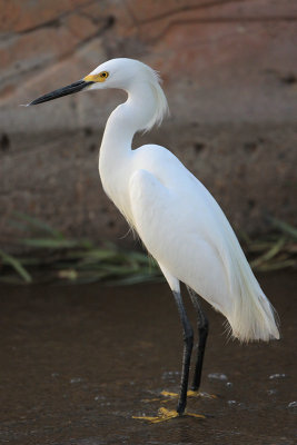 Snowy Egret