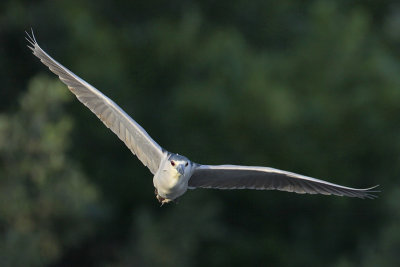 Black-crowned Night-Heron