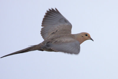 Mourning Dove