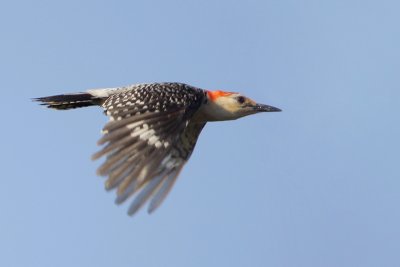 Red-bellied Woodpecker