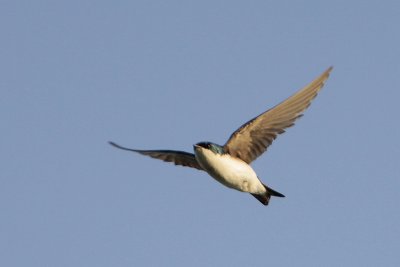 Tree Swallow