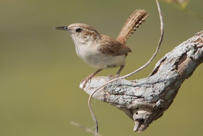 Carolina Wren