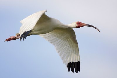 White Ibis