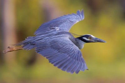 Yellow-crowned Night-Heron