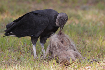 Black Vulture