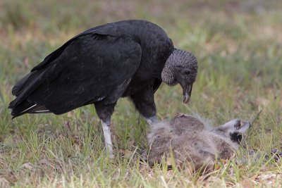 Black Vulture