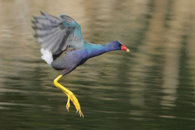 Purple Gallinule