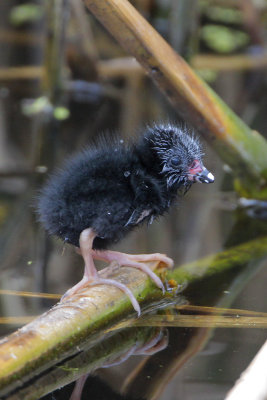 Purple Gallinule