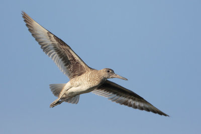 Willet