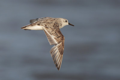 Sanderling