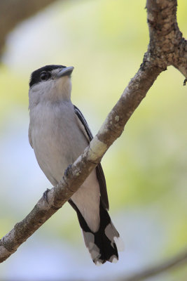 Gray-collared Becard