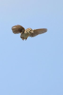 Cassin’s Sparrow Areal Display