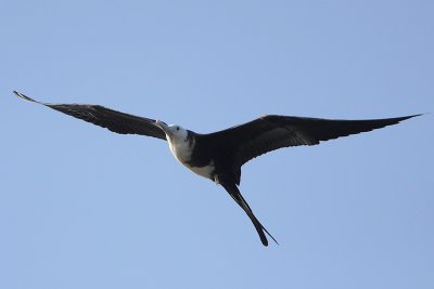 Magnificent Frigatebird