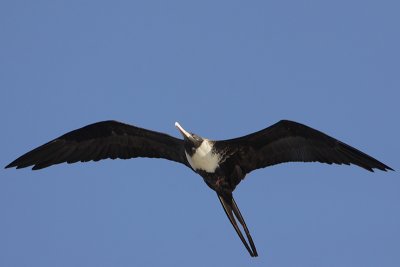 Magnificent Frigatebird