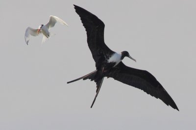 Magnificent Frigatebird and Royal Tern