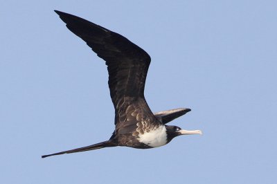 Magnificent Frigatebird