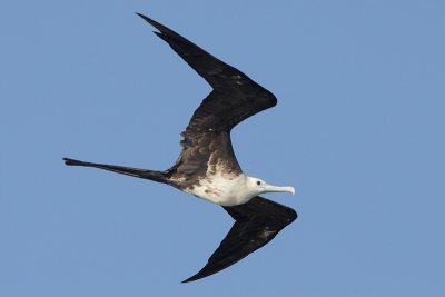 Magnificent Frigatebird