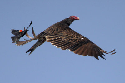 Turkey Vulture being harassed by Red-winged Blackbird