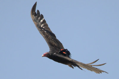 Turkey Vulture being harassed by Red-winged Blackbird