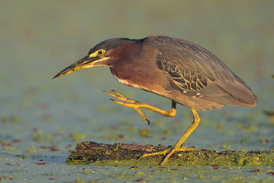 Green Heron