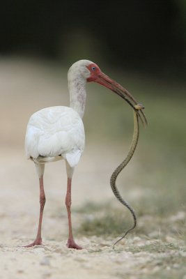 White Ibis