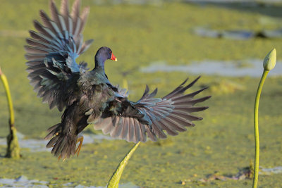 Purple Gallinule