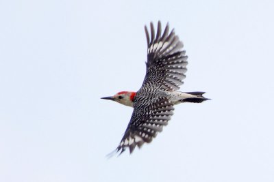 Red-bellied Woodpecker