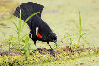 Red-winged Blackbird