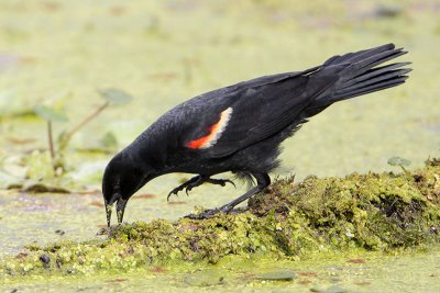 Red-winged Blackbird (gaping)