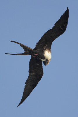 Magnificent Frigatebird