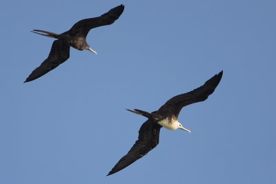 Magnificent Frigatebird