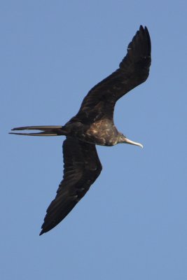 Magnificent Frigatebird