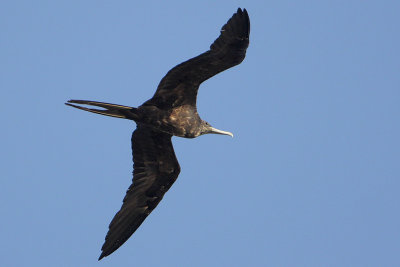 Magnificent Frigatebird